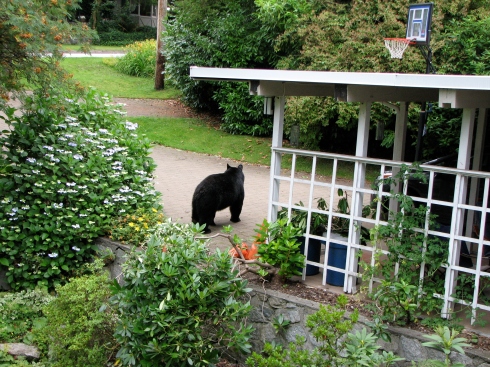 Our resident bear in our driveway after brunching on our neighbour's garbage